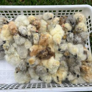 Silkie Chicks
