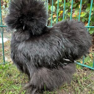 Black Hen