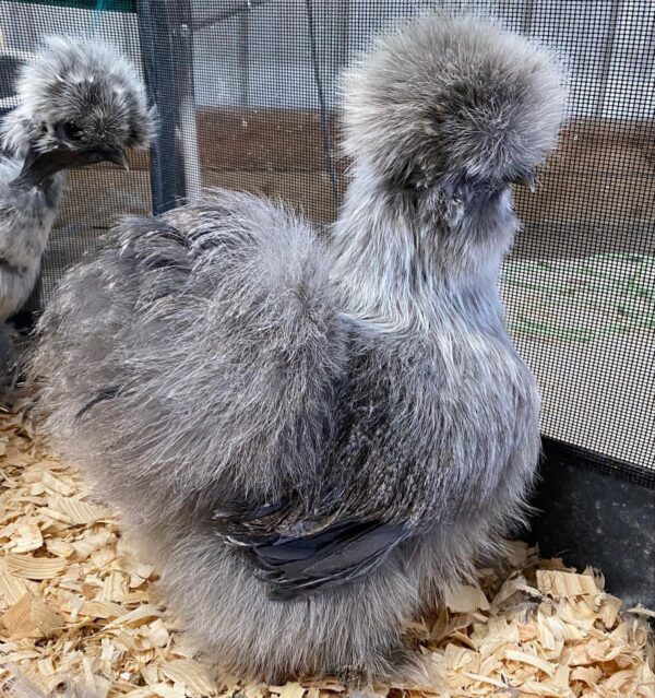 Gray Hen - Image 2